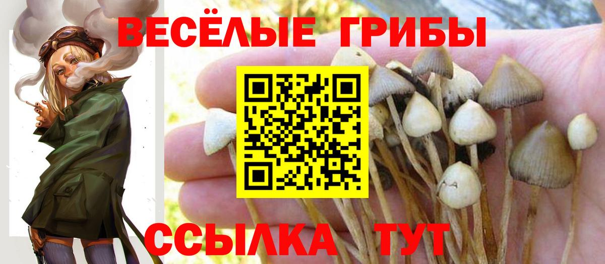 Котовск  Галлюциногенные грибы Cubensis  Вход с VPN 